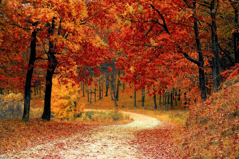 Path going through a forest in the autumn when all of the leaves are yellow, red and orange