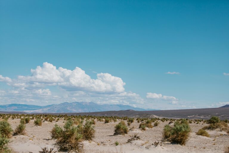 desert with shrubs, mountains in the distance, blue sky