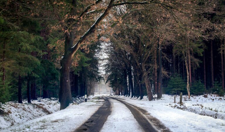 snowy road through a forrest