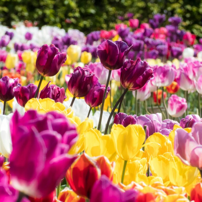 field of tulips