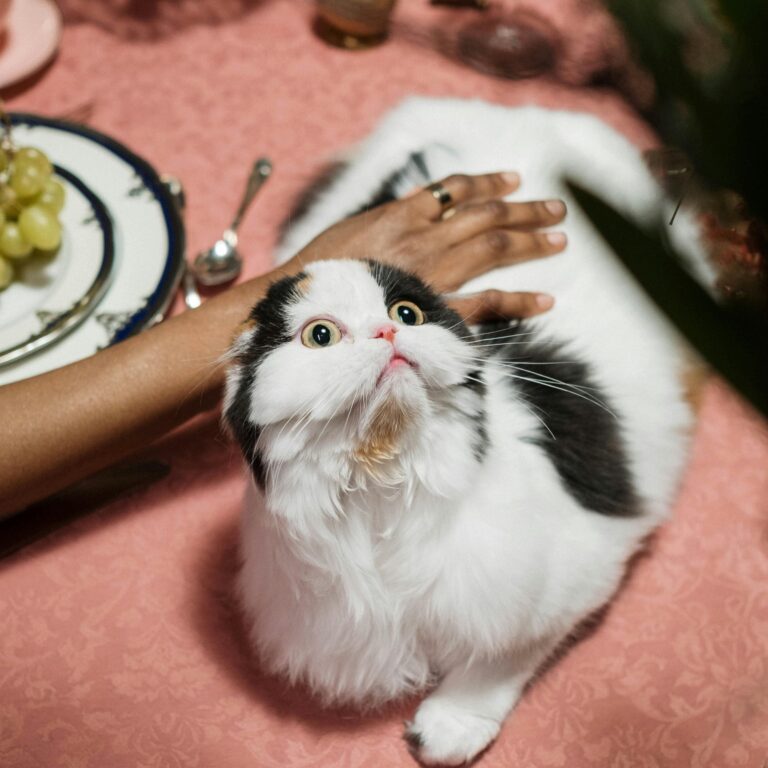 black and white cat on a dinner table looking scared
