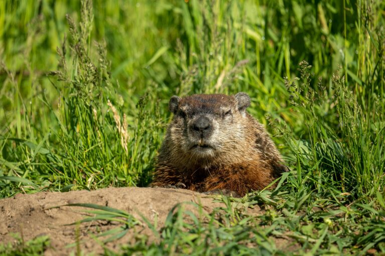 a groundhog head poking out from a hole in the ground in a grassy field